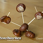 Chestnut-Male.jpg Chestnut-Male.jpg